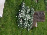 image of grave number 614193